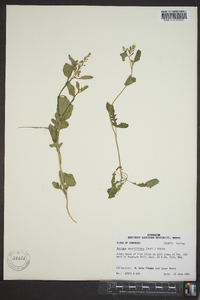 Rorippa sessiliflora image