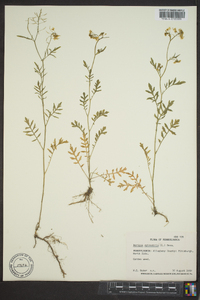 Rorippa sylvestris image