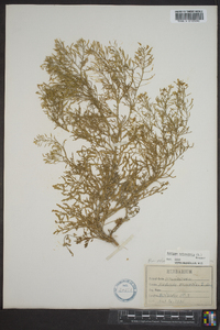 Rorippa sylvestris image