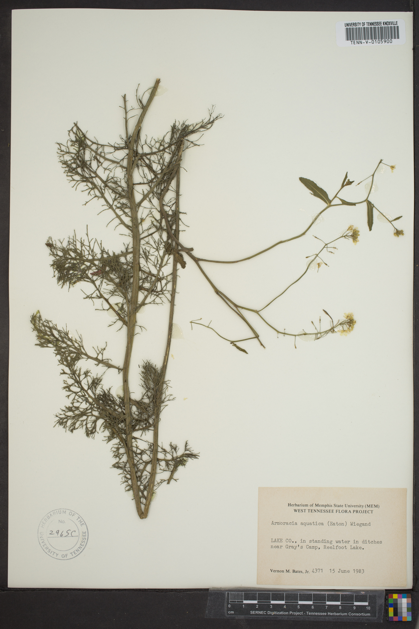 Armoracia aquatica image