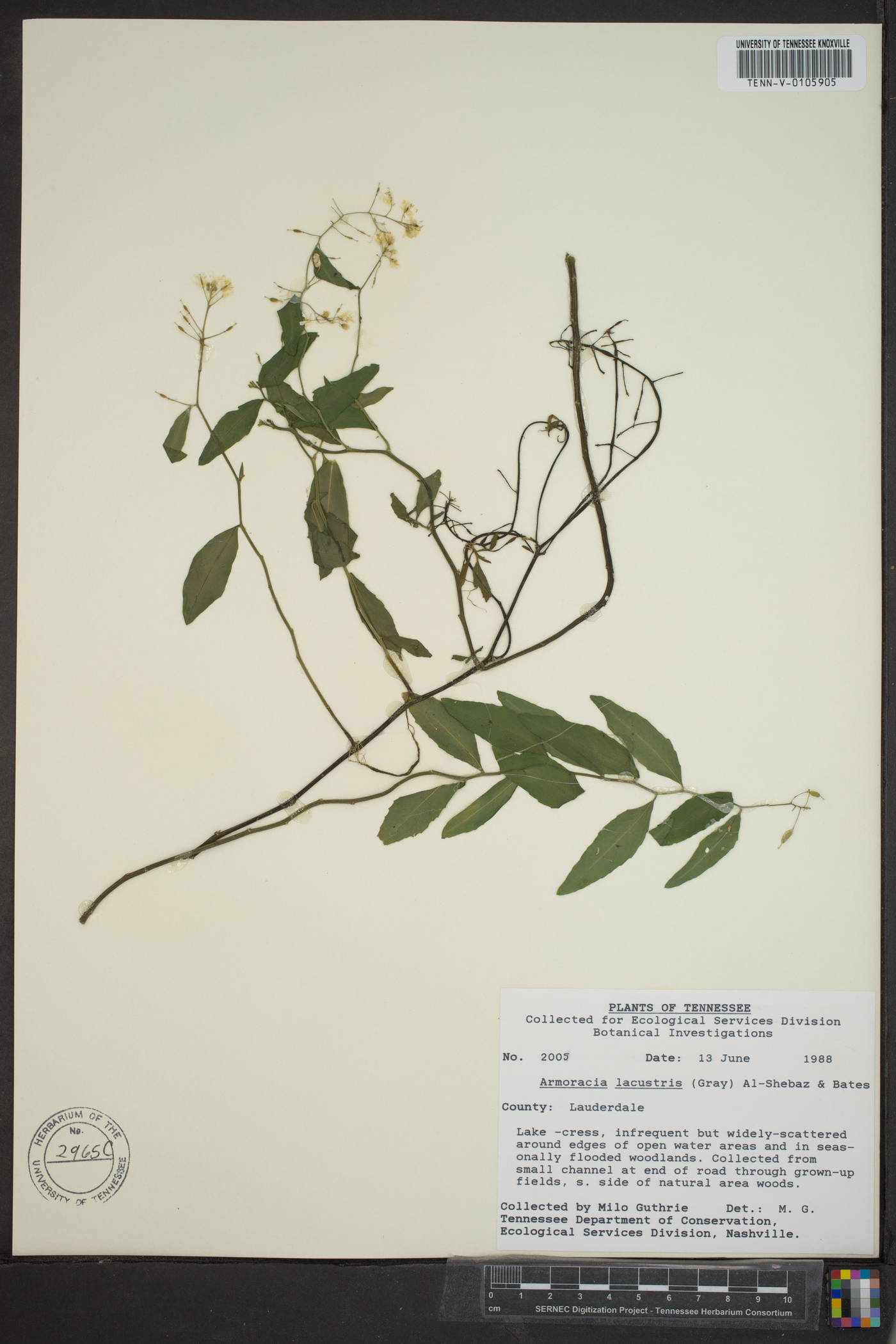 Armoracia lacustris image