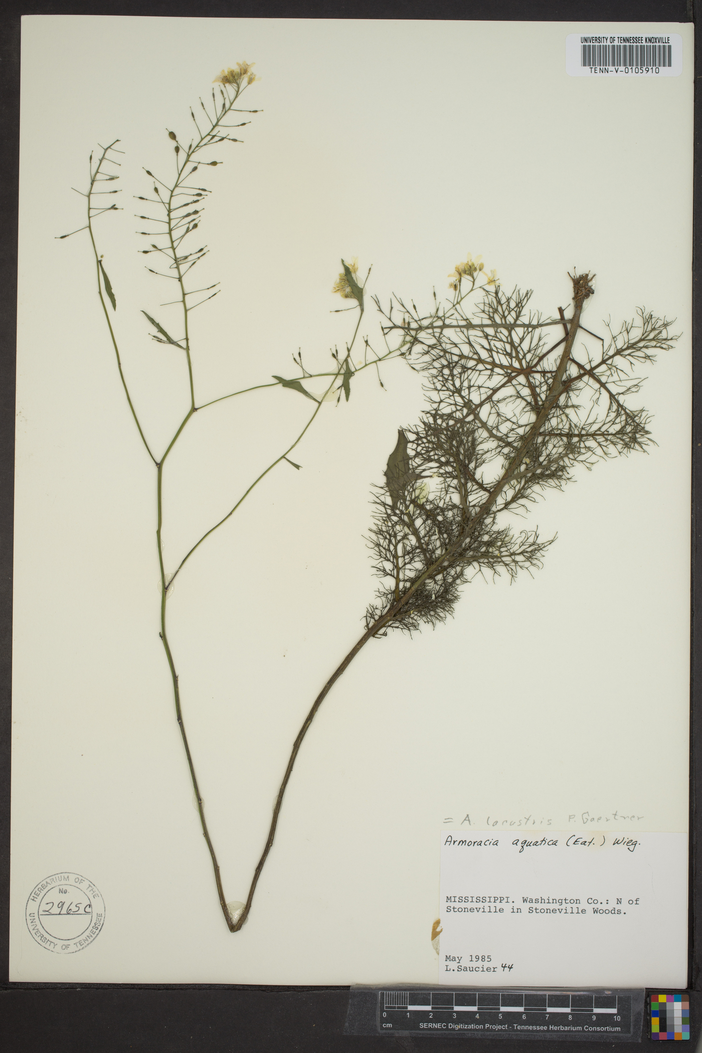 Armoracia lacustris image