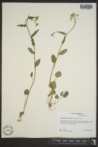 Cardamine bulbosa image