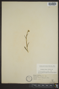 Cardamine bulbosa image