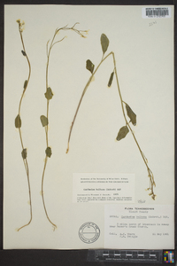 Cardamine bulbosa image