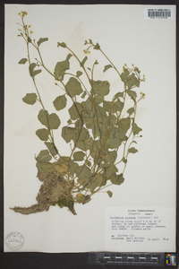 Cardamine bulbosa image