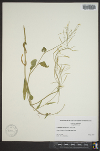 Cardamine bulbosa image