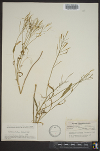 Cardamine bulbosa image