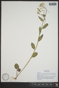 Cardamine bulbosa image