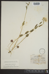 Cardamine bulbosa image