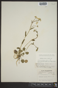 Cardamine bulbosa image