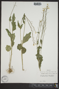 Cardamine bulbosa image