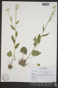 Cardamine bulbosa image