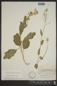 Cardamine bulbosa image