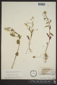 Cardamine bulbosa image