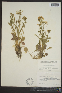 Cardamine bulbosa image