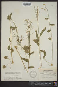 Cardamine bulbosa image