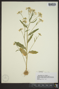 Cardamine bulbosa image