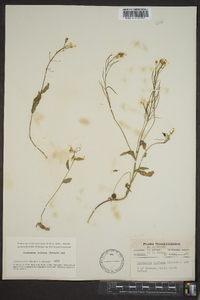 Cardamine bulbosa image