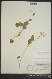 Cardamine bulbosa image