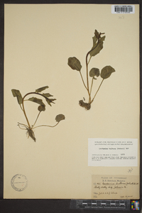 Cardamine bulbosa image