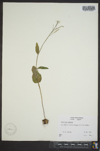 Cardamine bulbosa image