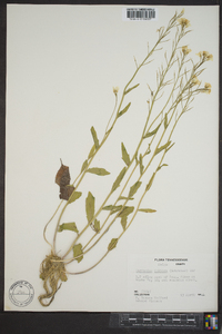 Cardamine bulbosa image