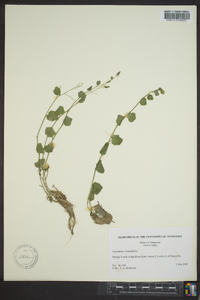 Cardamine bulbosa image