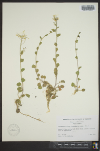 Cardamine bulbosa image