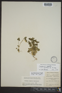 Cardamine clematitis image