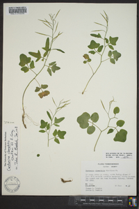 Cardamine clematitis image