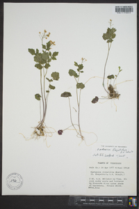 Cardamine flagellifera image