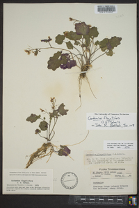 Cardamine flagellifera image