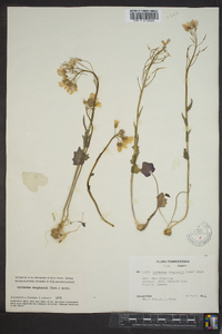 Cardamine douglassii image