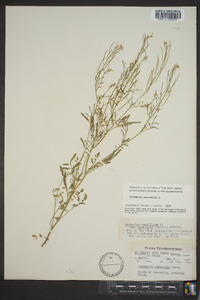 Cardamine parviflora image