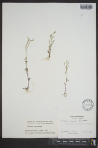 Cardamine parviflora image