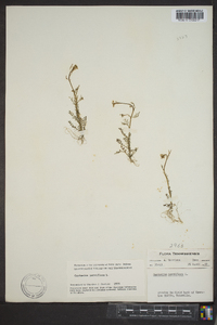 Cardamine parviflora image