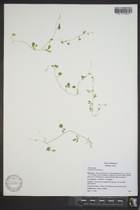 Cardamine parviflora image