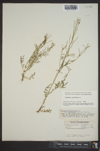 Cardamine parviflora image