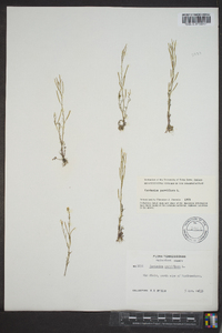 Cardamine parviflora image