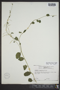 Cardamine rotundifolia image