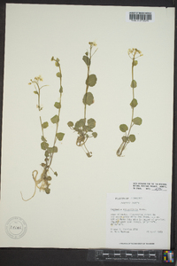 Cardamine rotundifolia image