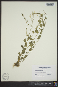 Cardamine rotundifolia image