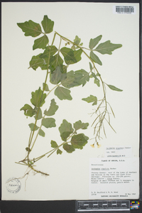 Cardamine angulata image