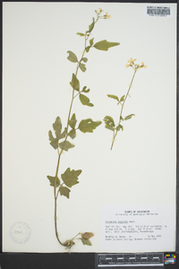 Cardamine angulata image