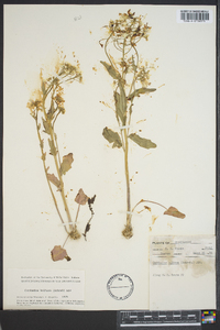 Cardamine bulbosa image