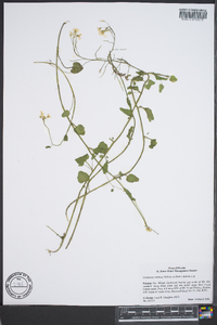 Cardamine bulbosa image