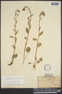 Cardamine bulbosa image