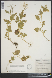 Cardamine bulbosa image