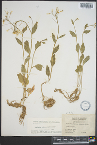 Cardamine bulbosa image